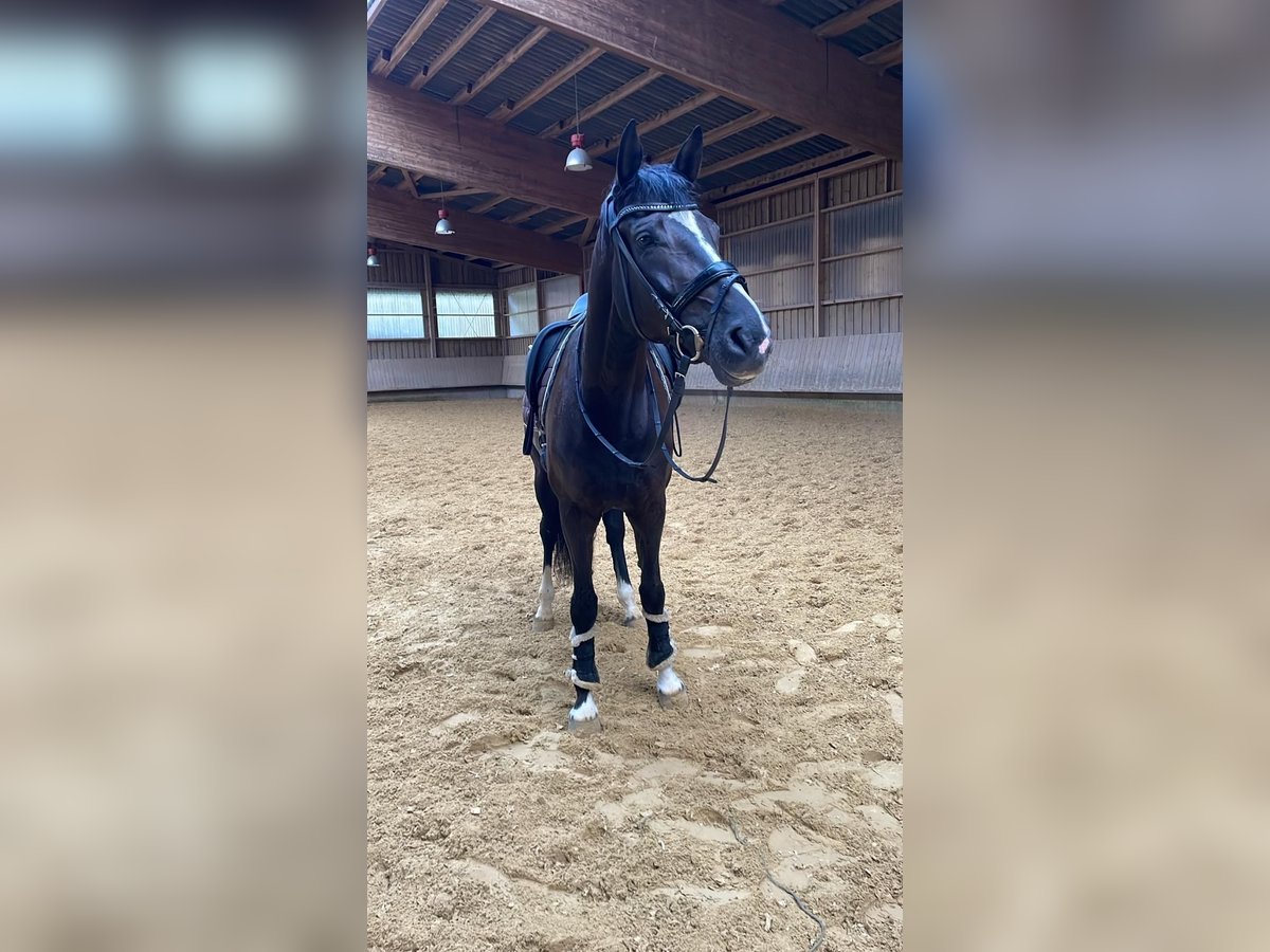 Sportivo Tedesco / Sportivo della Germania Giumenta 6 Anni 164 cm Morello in Backnang