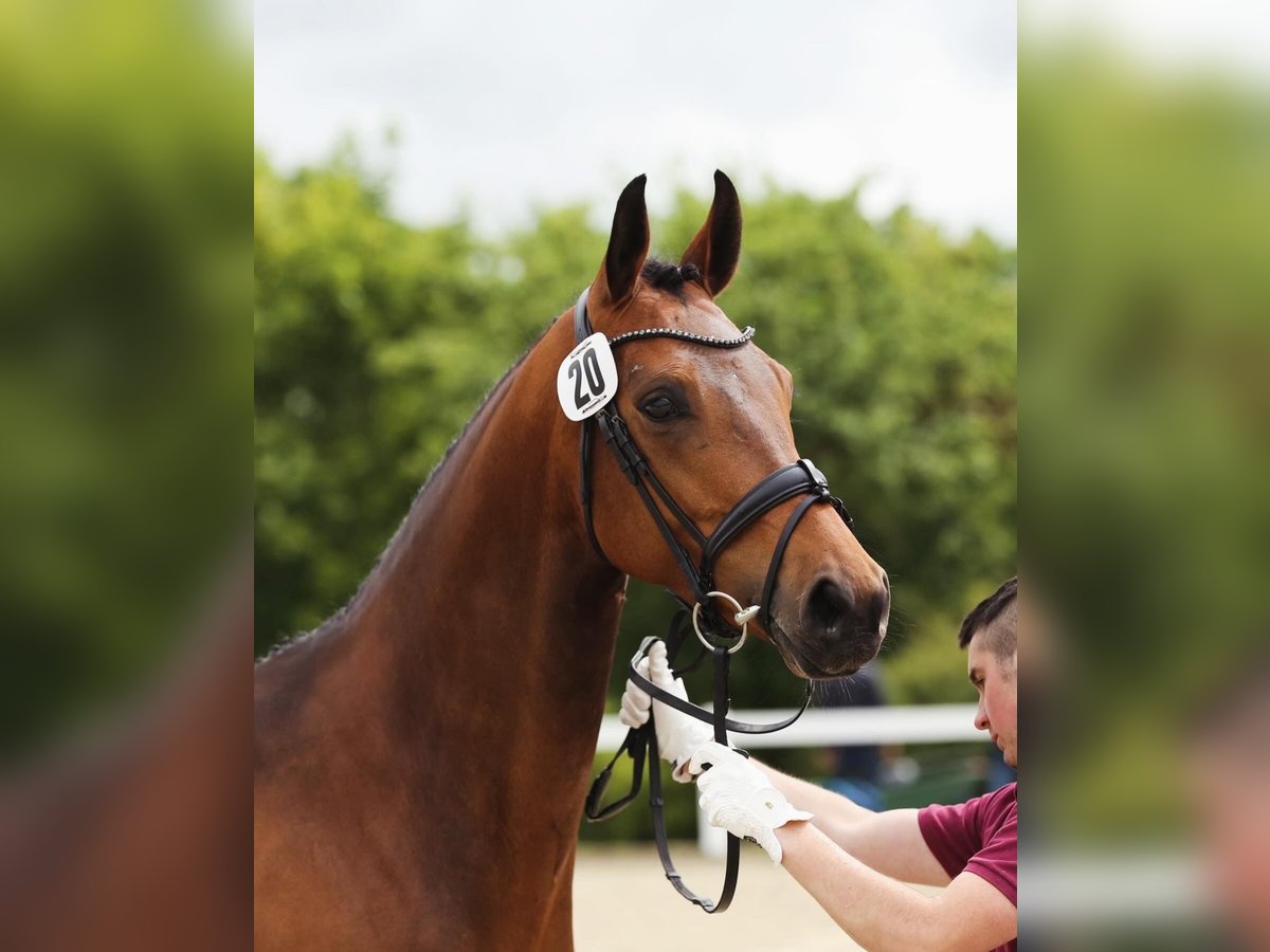 Sportivo Tedesco / Sportivo della Germania Giumenta 6 Anni 170 cm Baio in Gotha