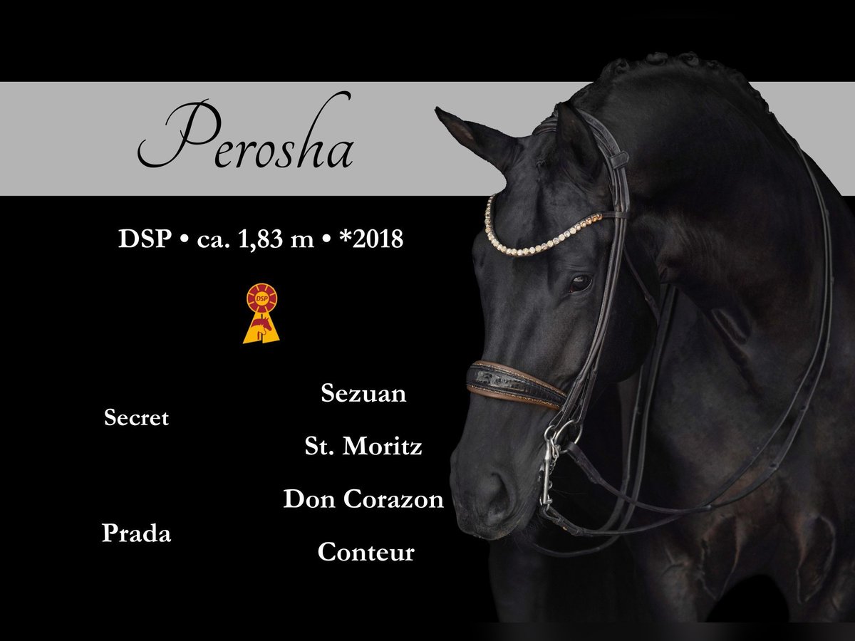 Sportivo Tedesco / Sportivo della Germania Giumenta 7 Anni 182 cm Morello in Wehringen
