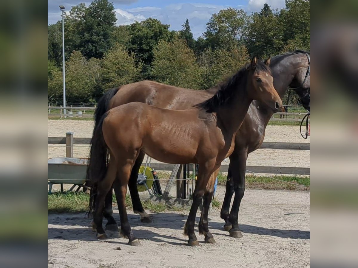 Sportivo Tedesco / Sportivo della Germania Giumenta Puledri (01/2025) Baio in Bad K&#xF6;nig