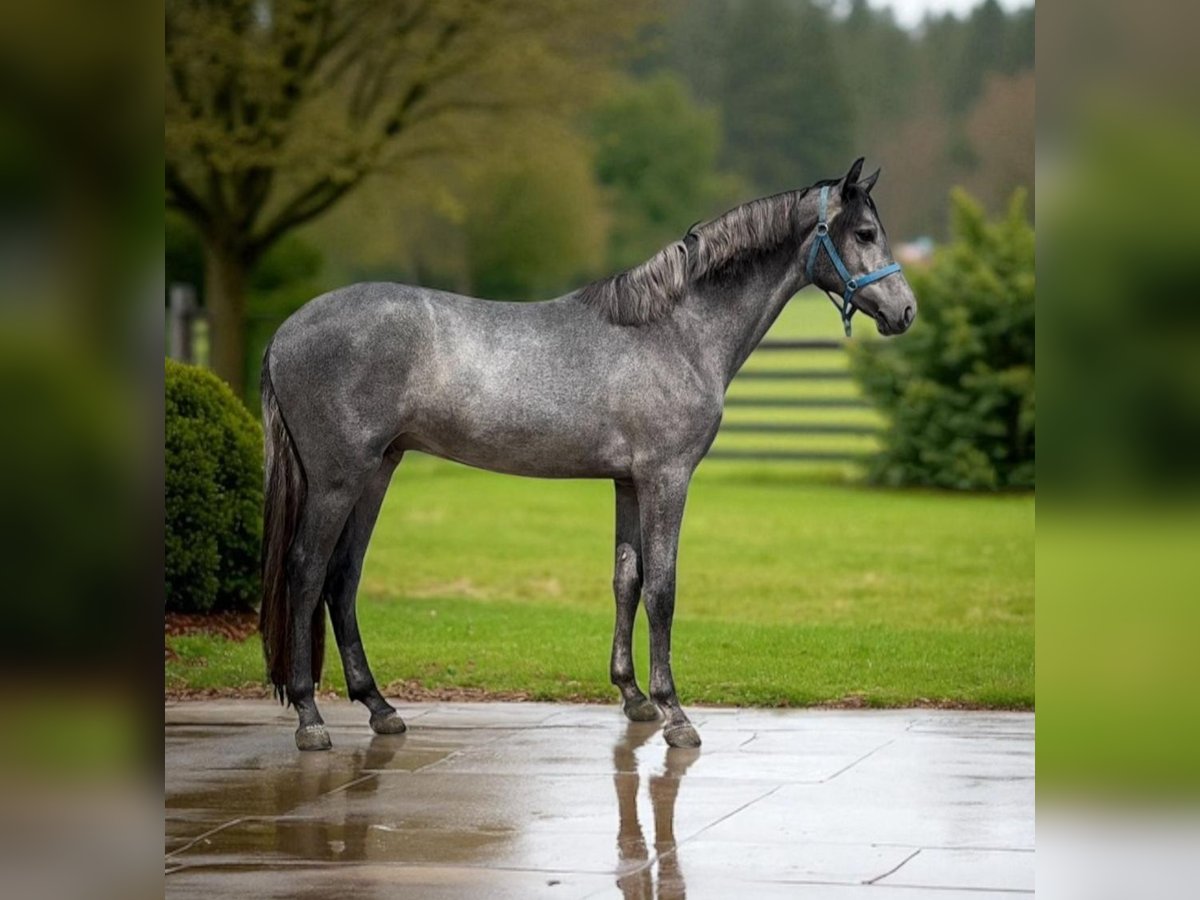Sportivo Tedesco / Sportivo della Germania Stallone 2 Anni 164 cm Grigio in Kondoros
