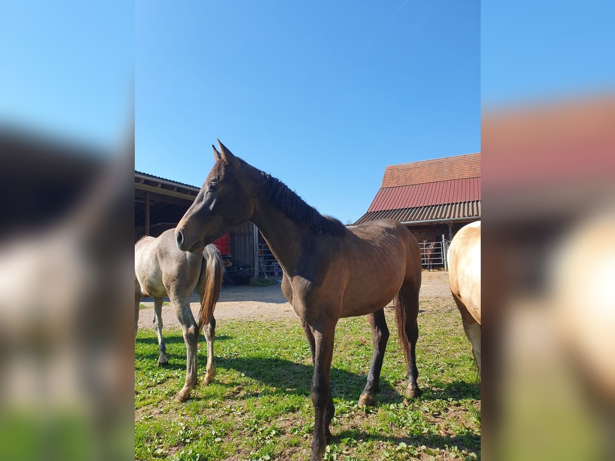 Sportivo Tedesco / Sportivo della Germania Stallone 2 Anni in Haiterbach