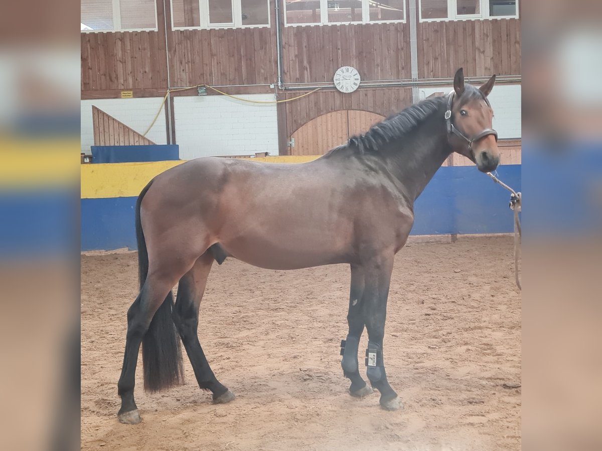 Sportivo Tedesco / Sportivo della Germania Stallone 4 Anni 170 cm Baio scuro in Grabowh&#xF6;fe