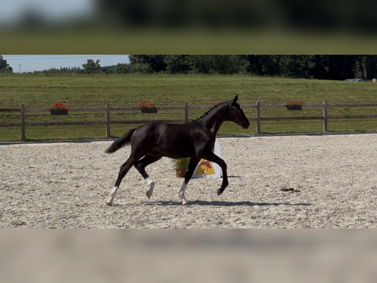 Sportivo Tedesco / Sportivo della Germania Stallone Puledri (04/2025) 170 cm Morello in Marktl