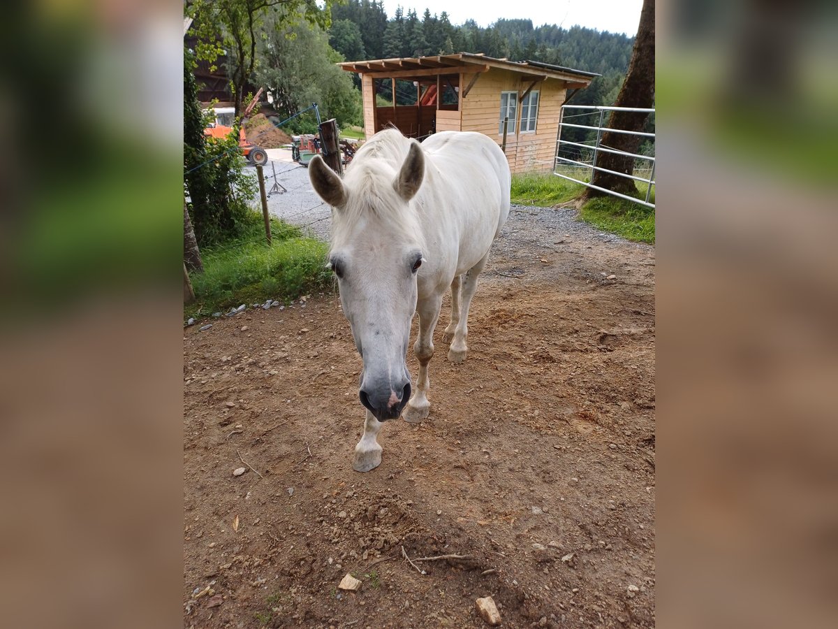 Sportivo Ungherese / Sportivo dell'Ungheria Castrone 13 Anni 150 cm Grigio in EDELSCHROTT