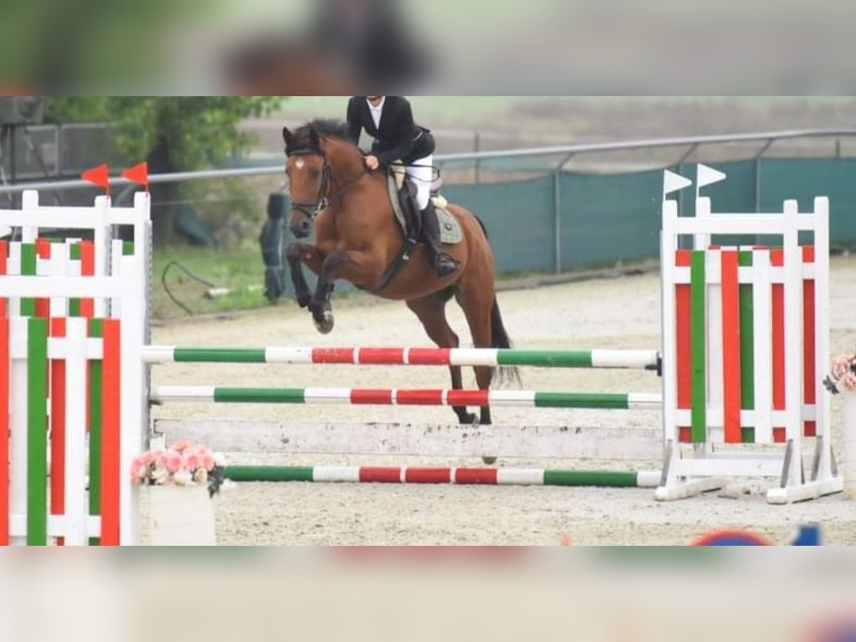 Sportivo Ungherese / Sportivo dell'Ungheria Castrone 5 Anni 164 cm Baio in Karlsruhe