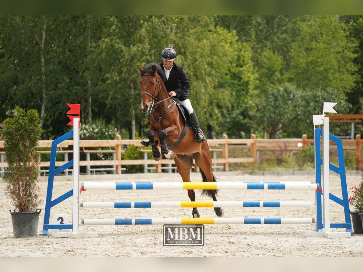 Sportivo Ungherese / Sportivo dell'Ungheria Castrone 5 Anni 164 cm in Târgu Secuiesc