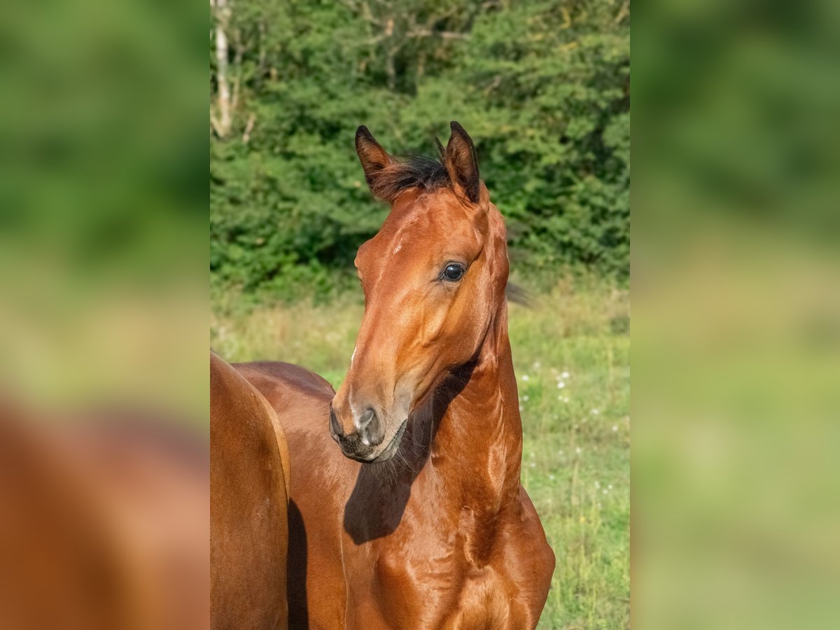 Sportivo Ungherese / Sportivo dell'Ungheria Stallone Puledri (01/2024) 153 cm Baio ciliegia in Vác