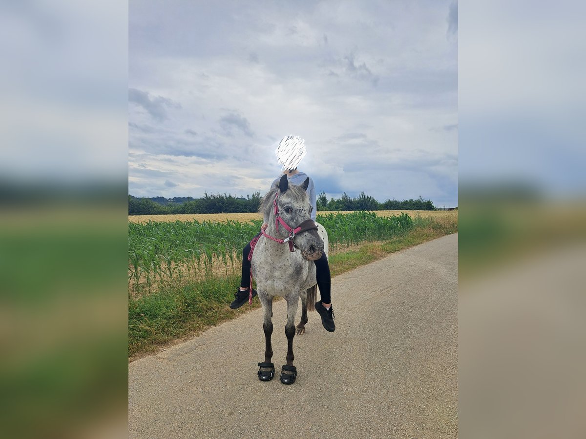 Sportivo Ungherese / Sportivo dell'Ungheria Castrone 14 Anni 127 cm Leopard in W&#xE4;schenbeuren