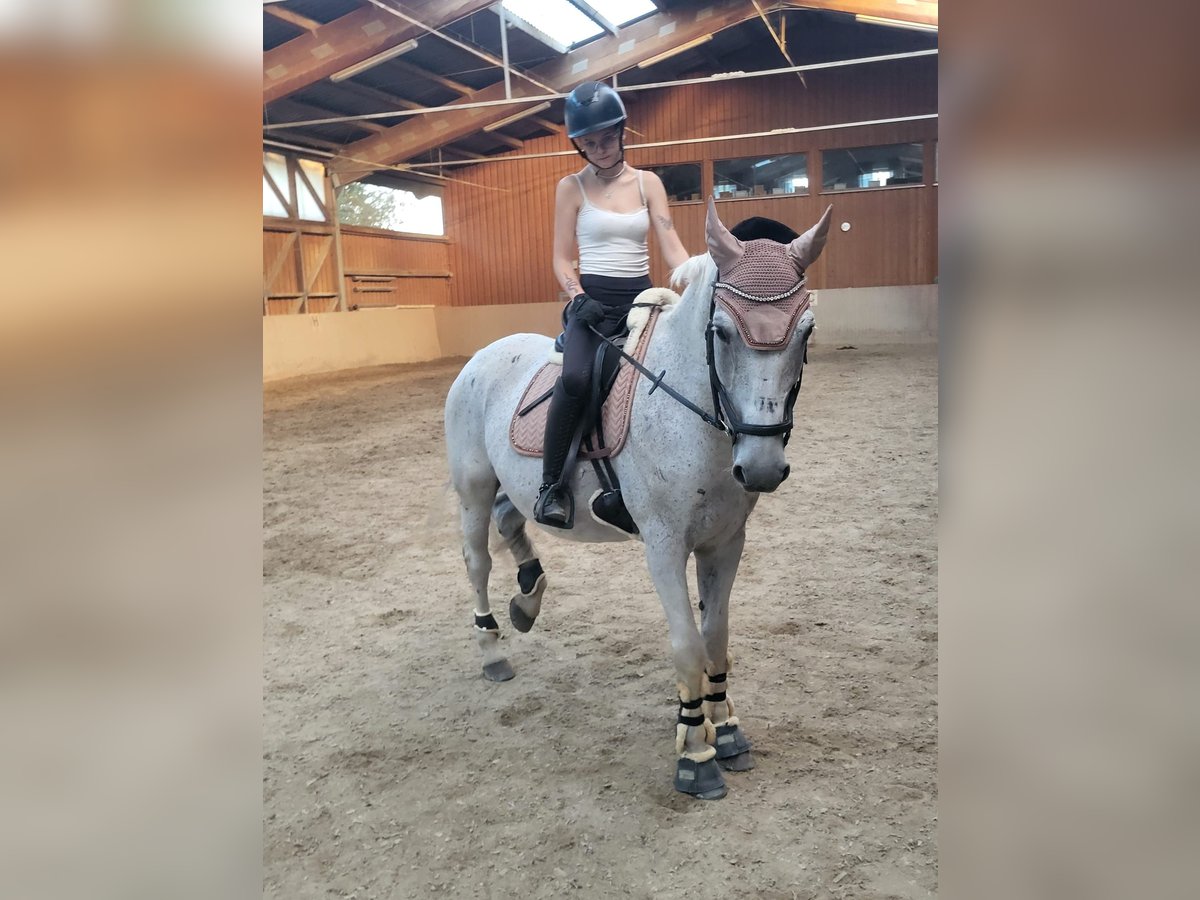 Sportivo Ungherese / Sportivo dell'Ungheria Castrone 14 Anni 158 cm Grigio trotinato in T&#xF6;ging