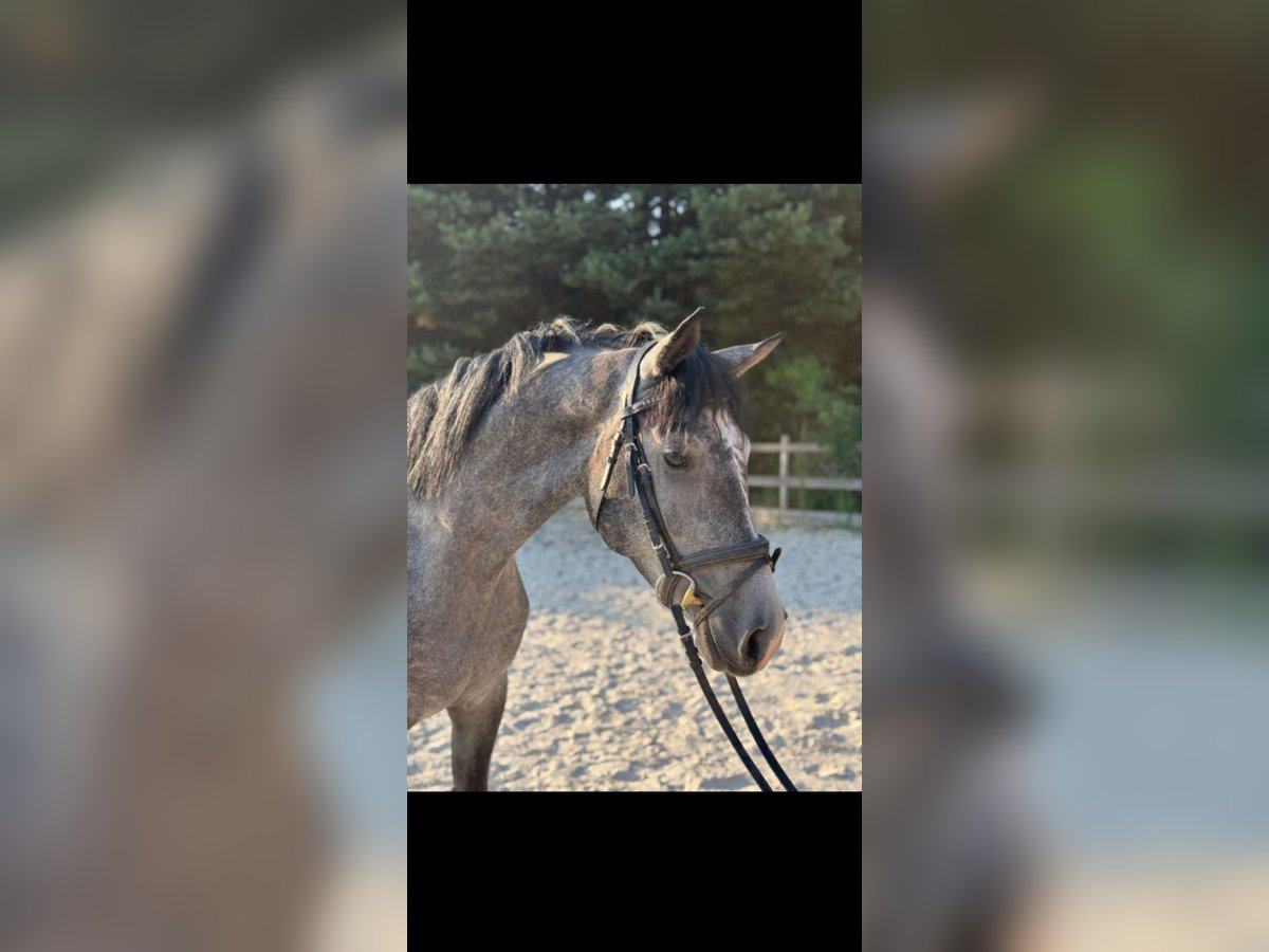 Sportivo Ungherese / Sportivo dell'Ungheria Castrone 3 Anni 161 cm Grigio pezzato in Gradenberg