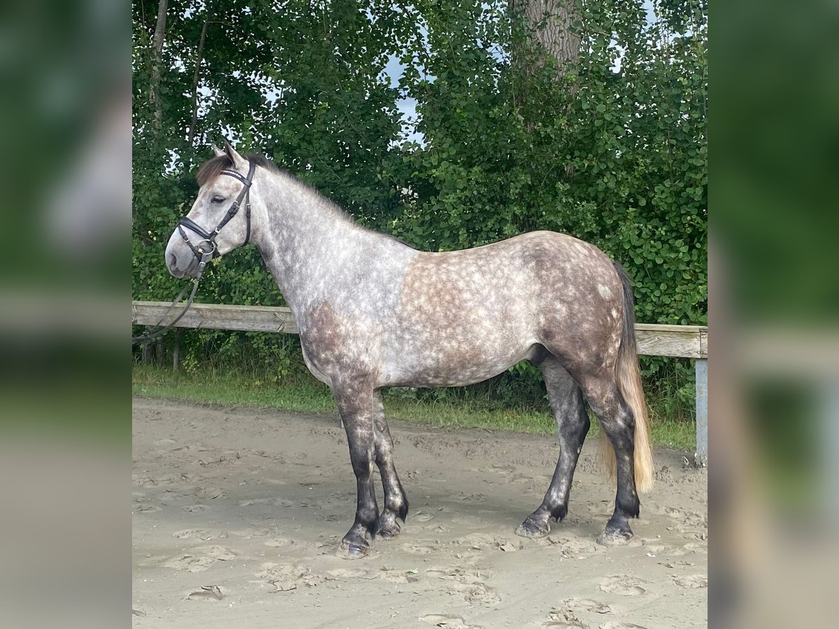 Sportivo Ungherese / Sportivo dell'Ungheria Castrone 4 Anni 144 cm Grigio in S&#xFC;derl&#xFC;gum