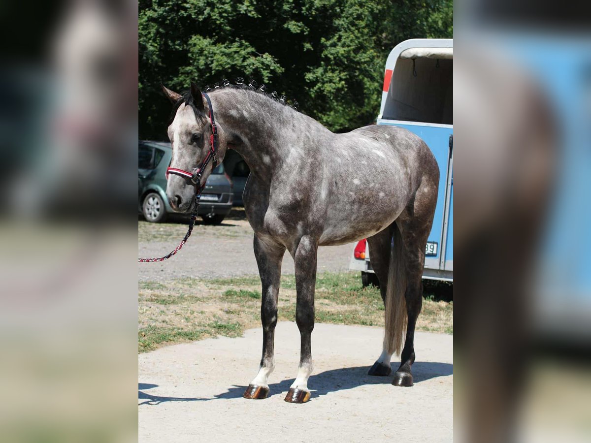 Sportivo Ungherese / Sportivo dell'Ungheria Castrone 4 Anni 170 cm Grigio in Hódmezővásárhely Sportivo Ungherese / Sportivo dell'Ungheria Castrone 4 Anni 170 cm Grigio in Hódmezővásárhely