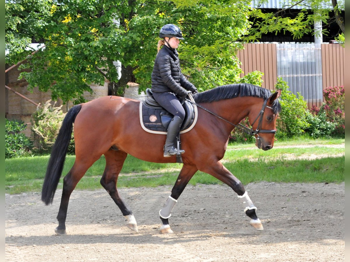 Sportivo Ungherese / Sportivo dell'Ungheria Castrone 8 Anni 167 cm Baio in Schattendorf