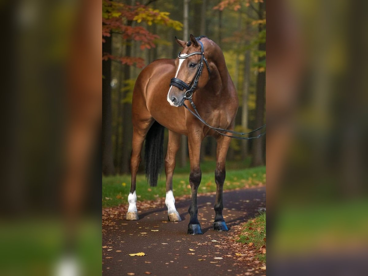 Sportivo Ungherese / Sportivo dell'Ungheria Castrone 9 Anni 168 cm Baio ciliegia in Kecskem&#xE9;t