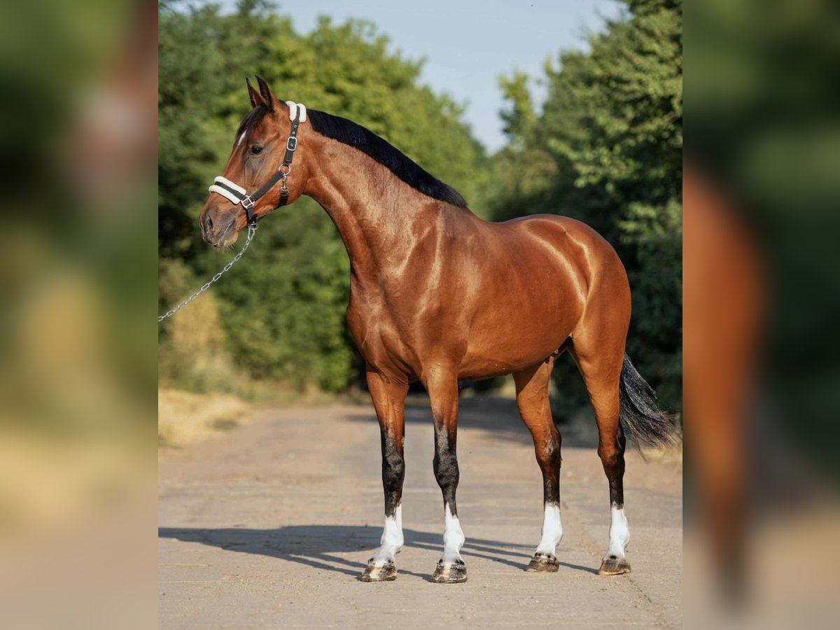 Sportivo Ungherese / Sportivo dell'Ungheria Giumenta 9 Anni 168 cm Baio in Mez&#x151;hegyes