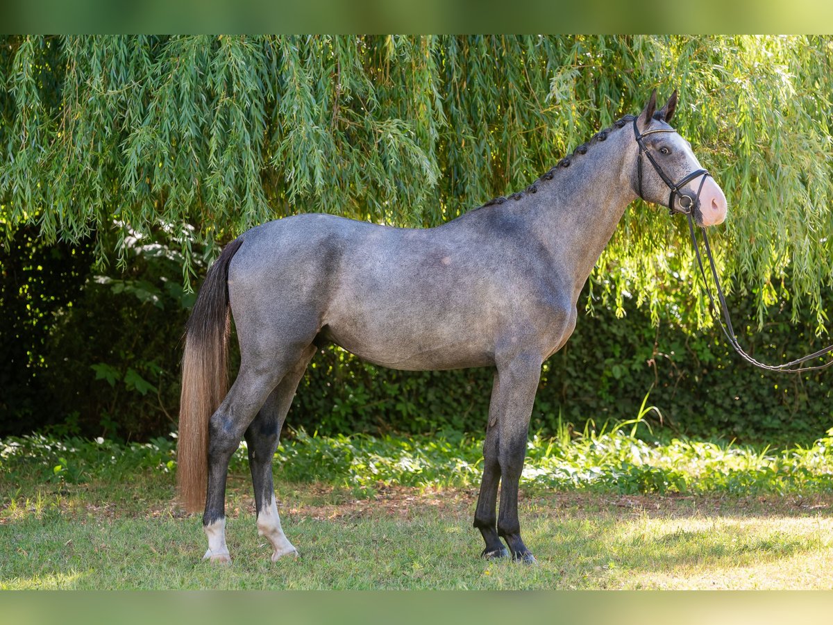 Sportivo Ungherese / Sportivo dell'Ungheria Stallone 3 Anni 177 cm Grigio in Debrecen