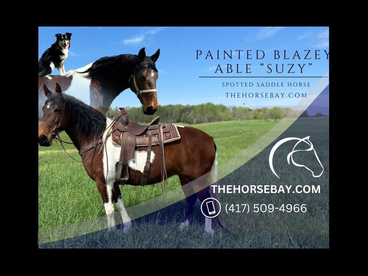 Spotted Saddle-häst Sto 10 år 160 cm Tobiano-skäck-alla-färger in Tompkinsville, KY