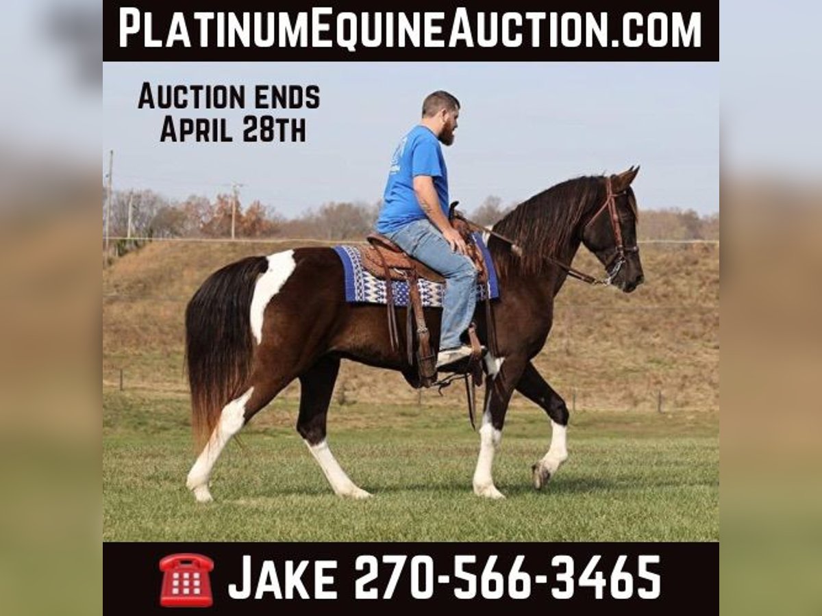 Spotted Saddle-häst Valack 12 år 157 cm Tobiano-skäck-alla-färger in Jamestown Ky