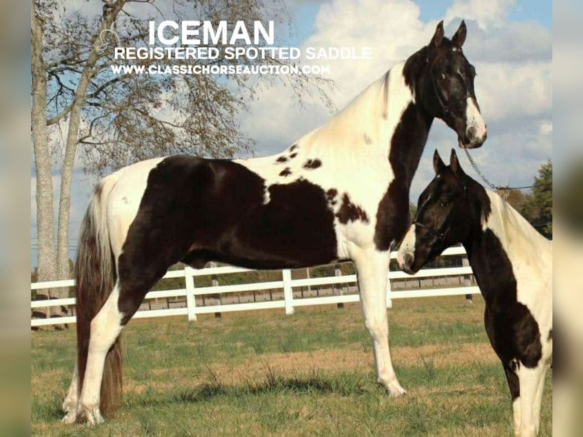 Spotted Saddle-häst Valack 6 år 152 cm Tobiano-skäck-alla-färger in Lewisburg, TN