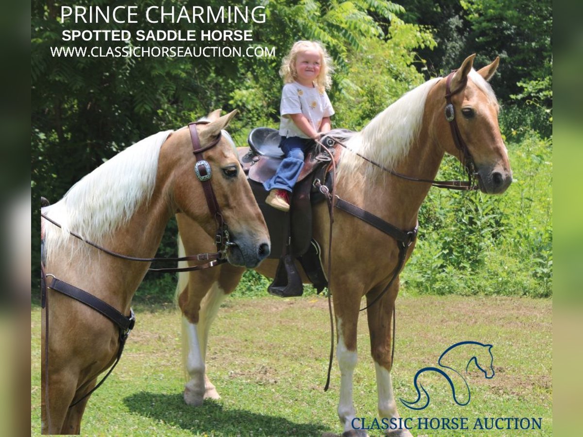 Spotted Saddle-häst Valack 9 år 142 cm Palomino in Whitley City, KY