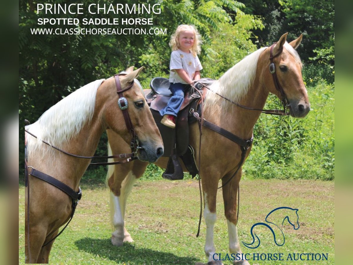 Spotted Saddle Horse Gelding 10 years 14 hh in Whitley City, KY