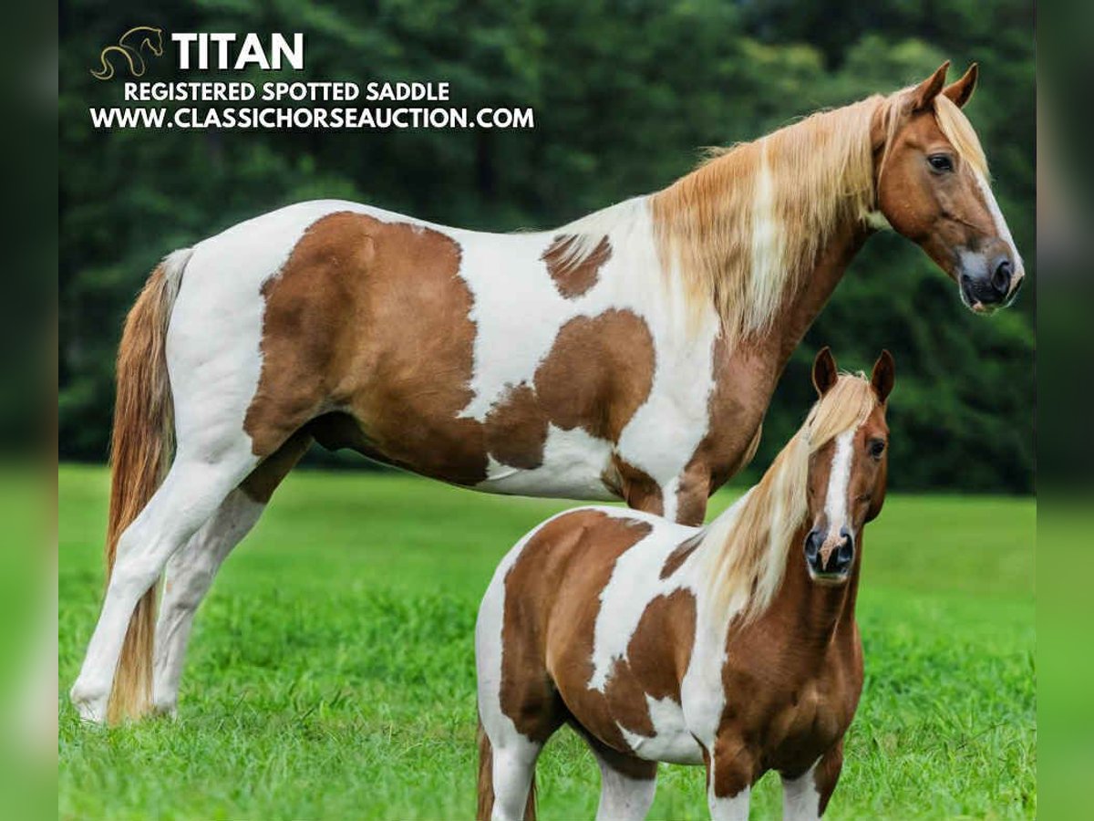 Spotted Saddle Horse Gelding 10 years 15 hh Sorrel in Poplarville, MS