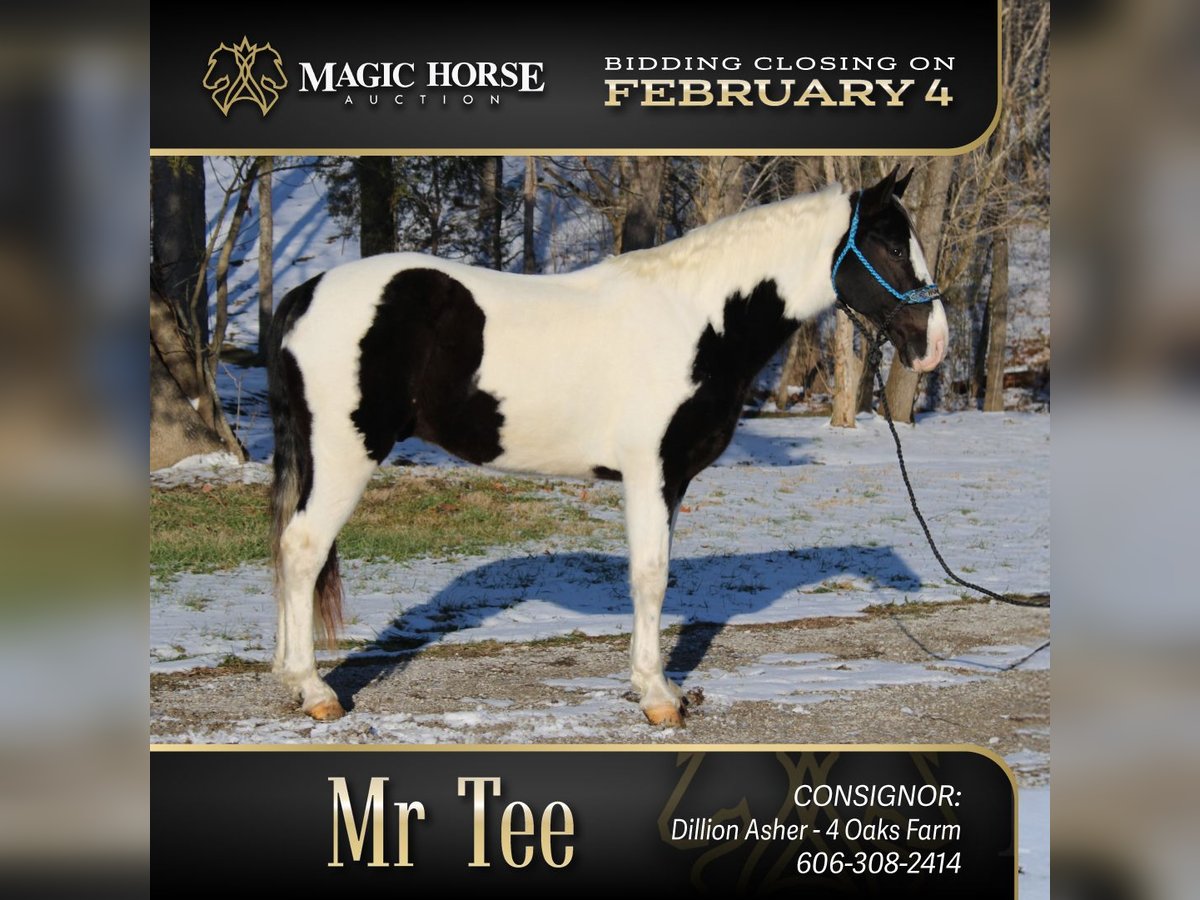 Spotted Saddle Horse Gelding 11 years 15 hh Tobiano-all-colors in Mount Vernon