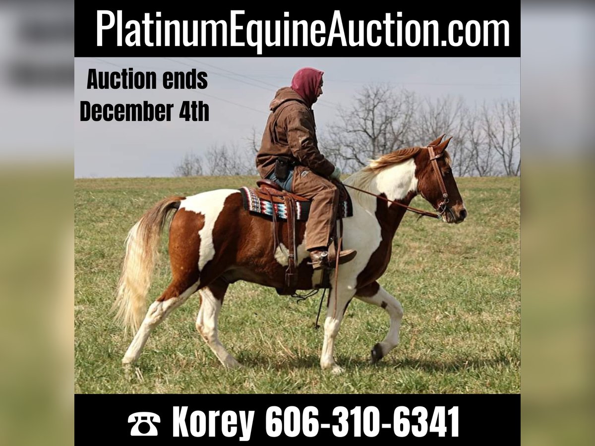 Spotted Saddle Horse Gelding 12 years 15,2 hh Tobiano-all-colors in Whitley City KY