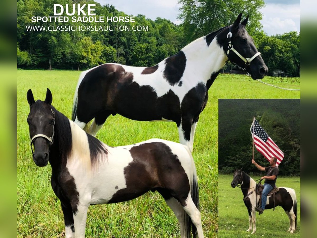 Spotted Saddle Horse Gelding 13 years 15 hh Tobiano-all-colors in Rockholds, KY