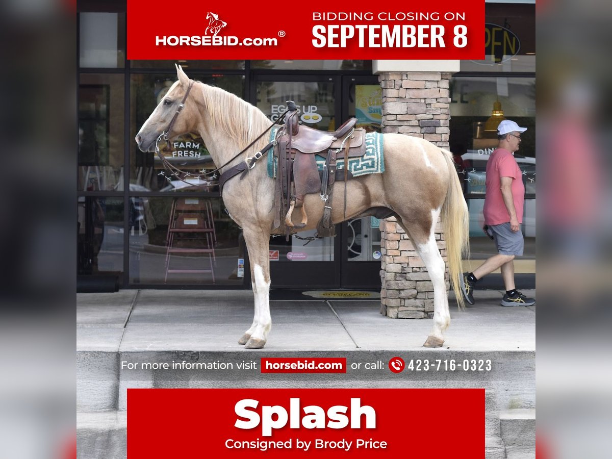 Spotted Saddle Horse Gelding 13 years 15,2 hh Pinto in Cleveland