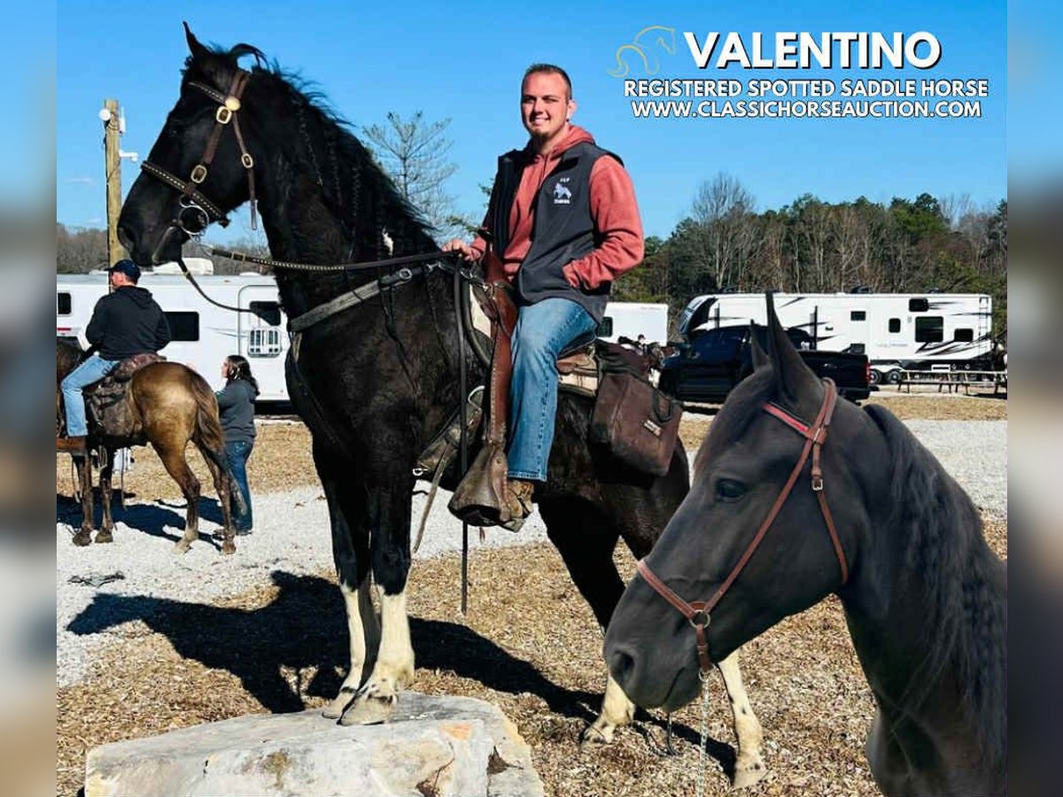 Spotted Saddle Horse Gelding 4 years 15 hh Tobiano-all-colors in Rockholds, KY
