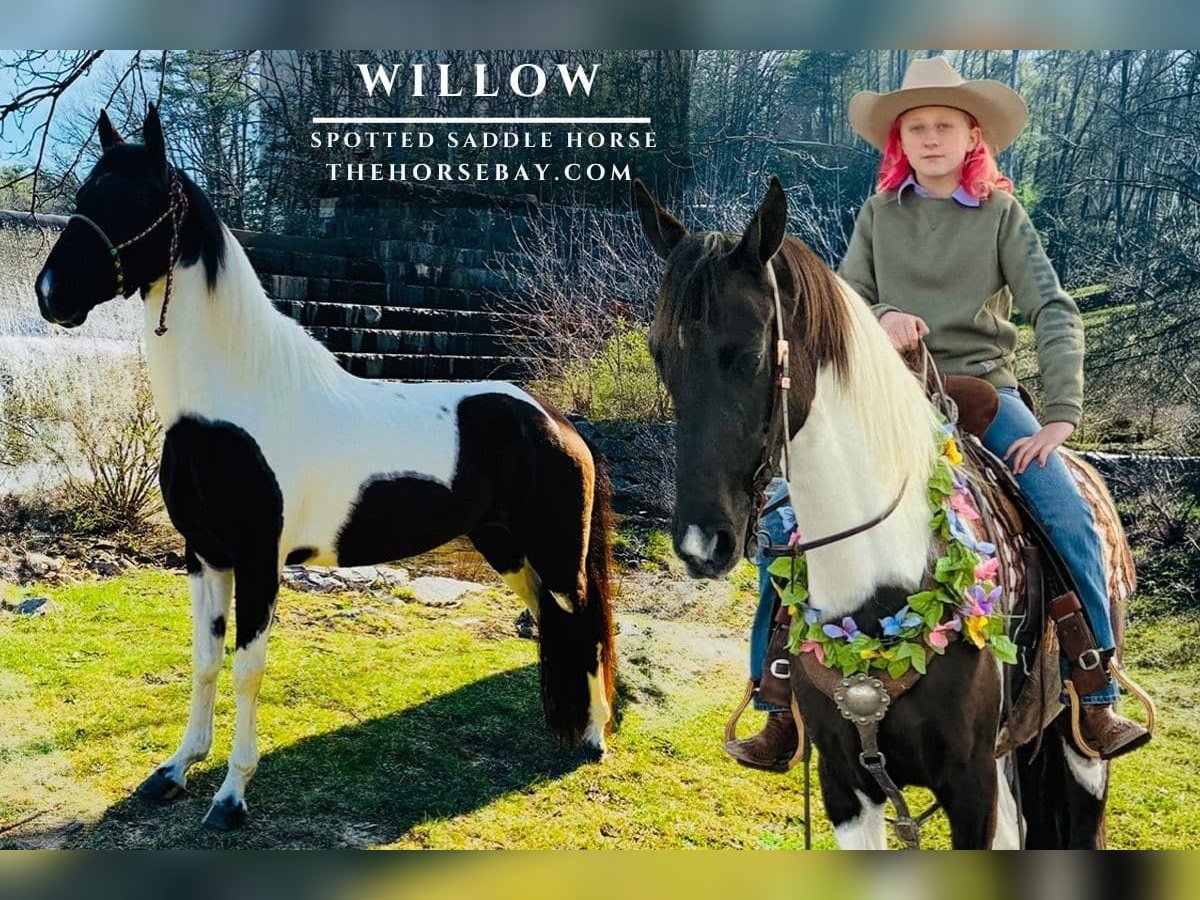 Spotted Saddle Horse Gelding 5 years 15 hh Tobiano-all-colors in Princeton, WV