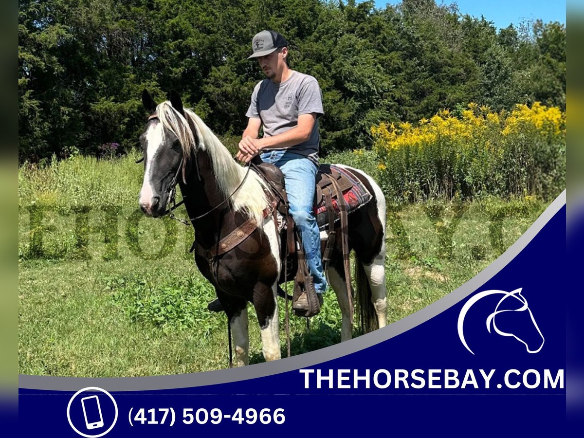 Spotted Saddle Horse Gelding 6 years 14,3 hh Tobiano-all-colors in Tompkinsville, KY