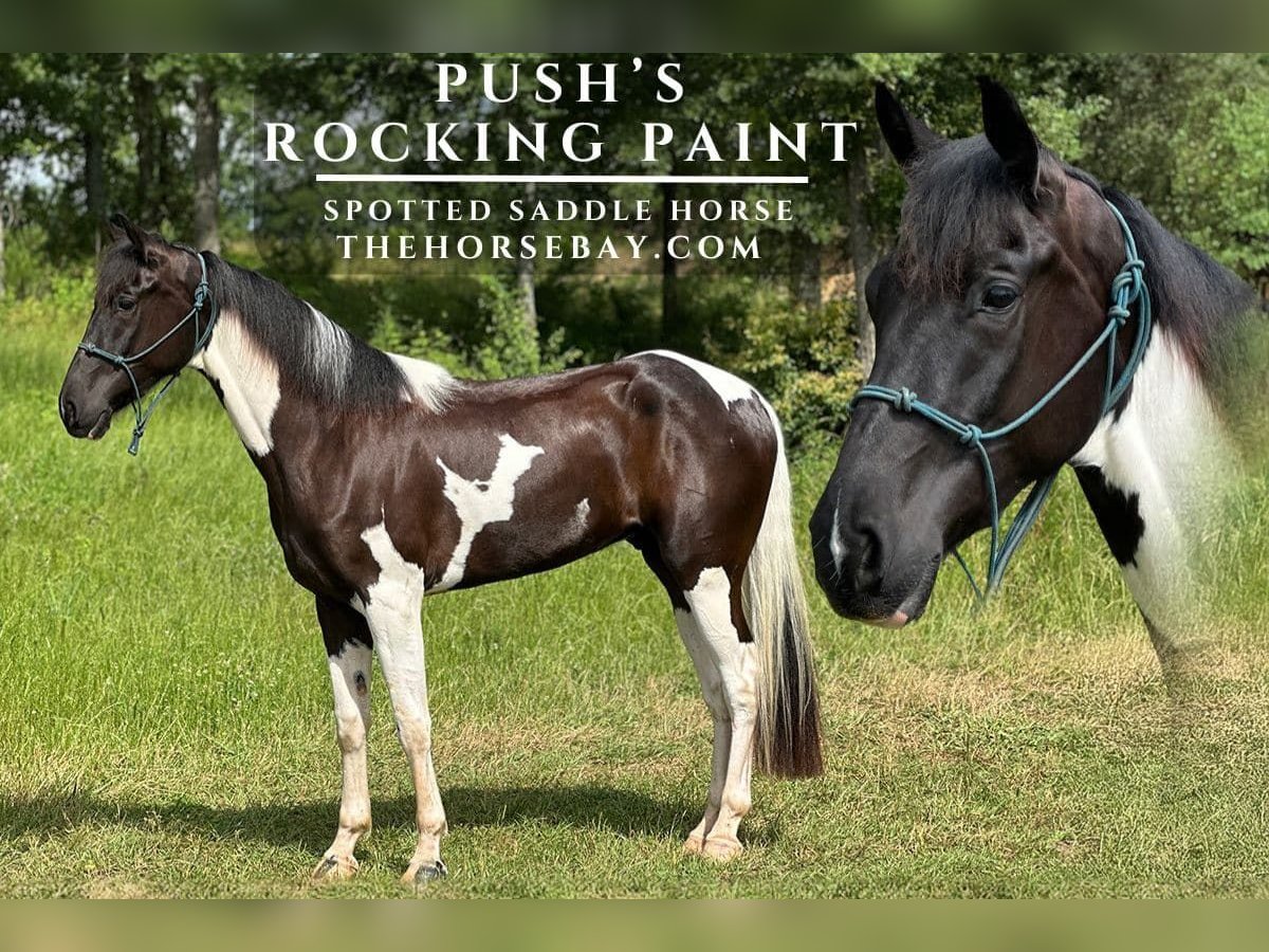 Spotted Saddle Horse Gelding 6 years 15,3 hh Tobiano-all-colors in Franklin, AL