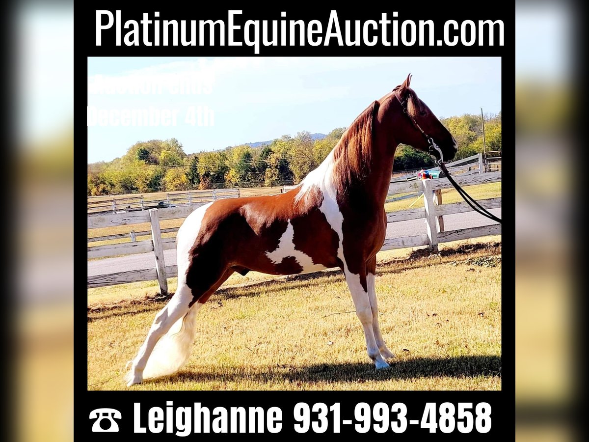 Spotted Saddle Horse Gelding 6 years Tobiano-all-colors in Petersburg TN