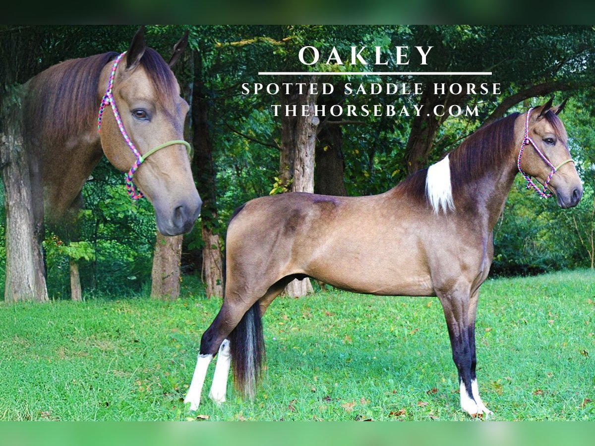 Spotted Saddle Horse Gelding 7 years 15 hh in Mount Vernon, KY