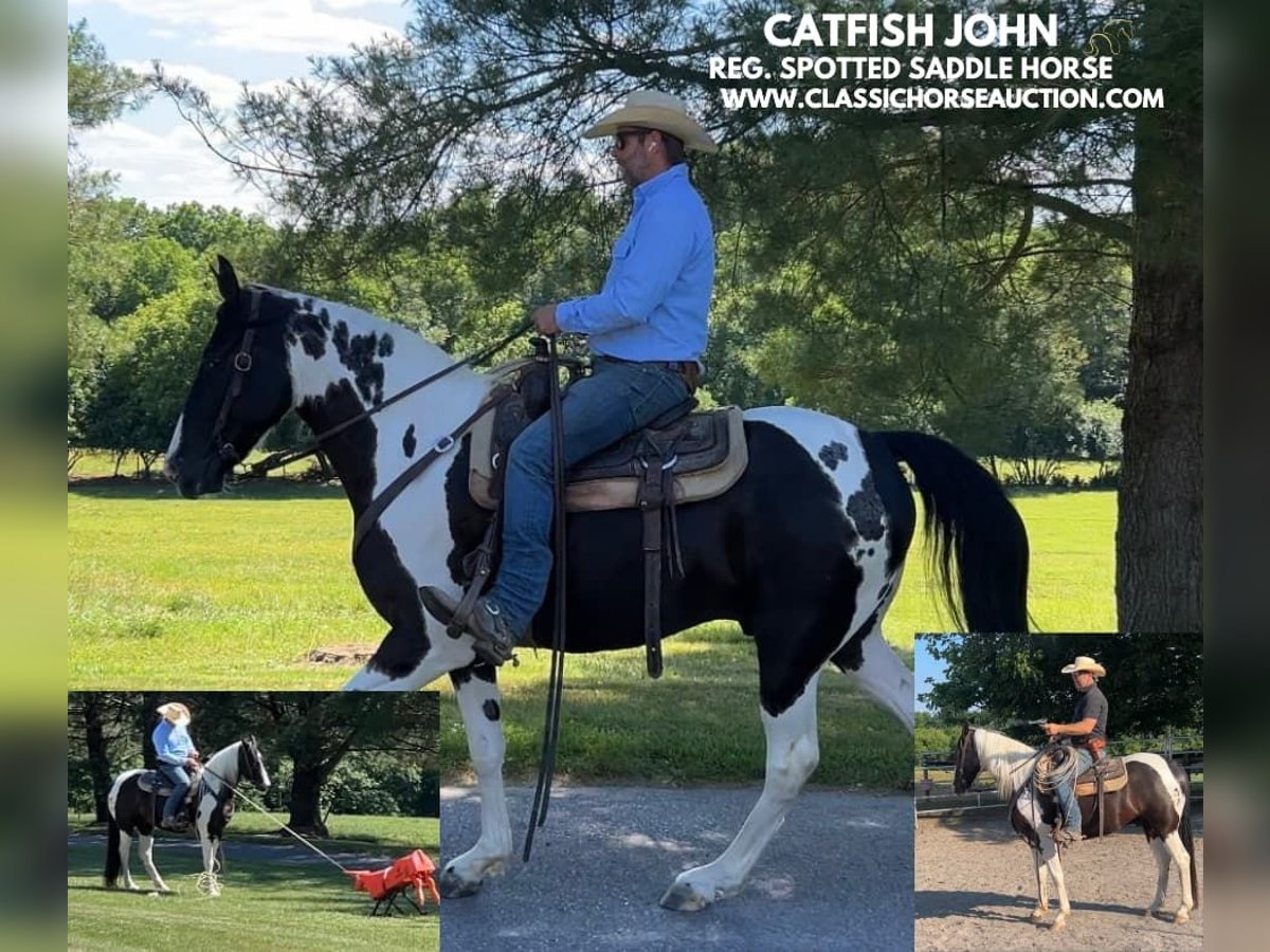 Spotted Saddle Horse Gelding 7 years 16 hh Tobiano-all-colors in Hagerstown, MD