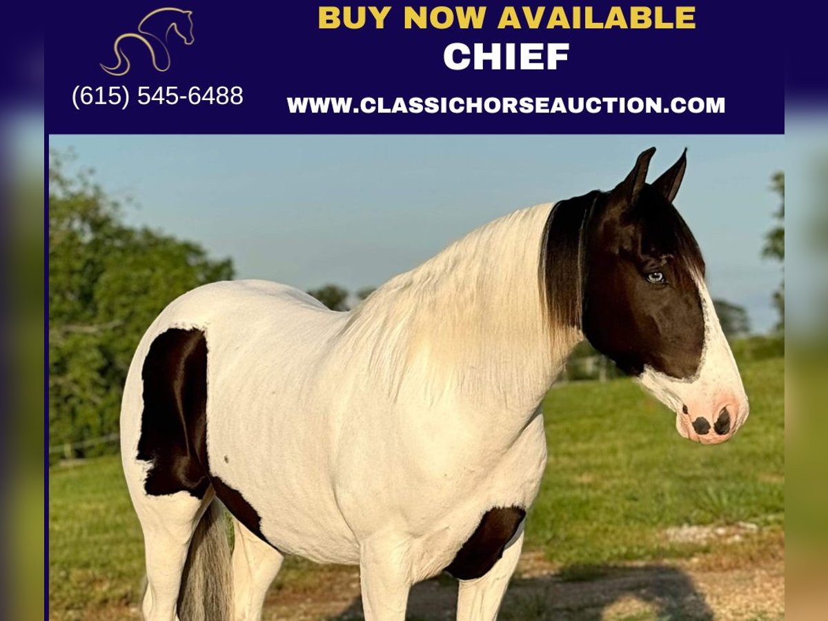 Spotted Saddle Horse Gelding 8 years 15 hh Tobiano-all-colors in Leslie, MO