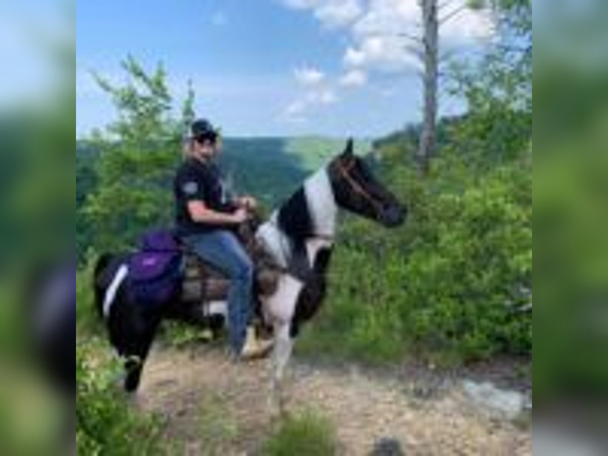 Spotted Saddle Horse Hengst 9 Jahre 152 cm Tobiano-alle-Farben in Buffalo