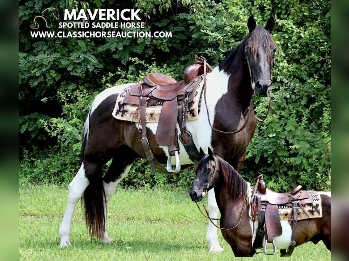 Spotted Saddle Horse Hongre 10 Ans 152 cm Tobiano-toutes couleurs in Waynesboro, pa