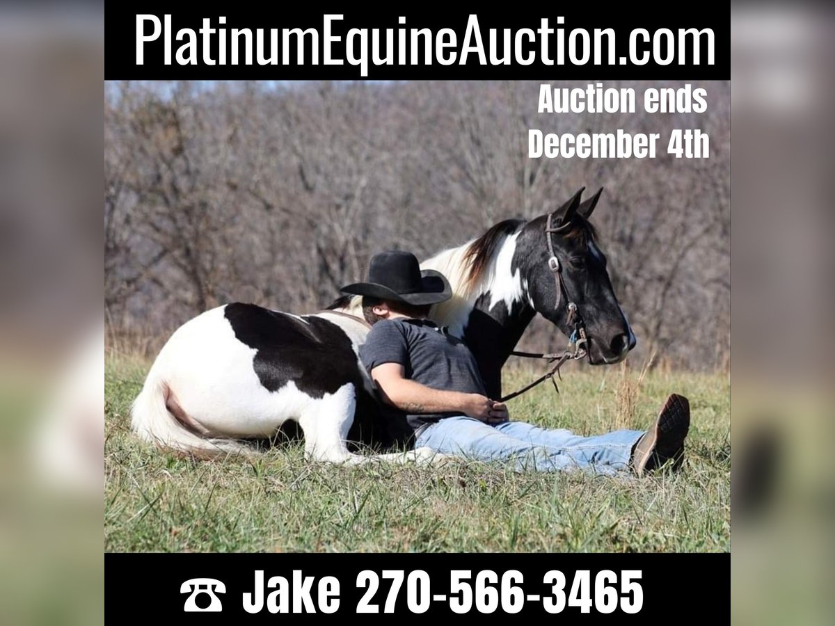 Spotted Saddle Horse Hongre 14 Ans 152 cm Tobiano-toutes couleurs in Jamestown Ky