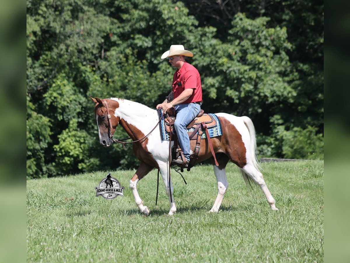 Spotted Saddle Horse Hongre 5 Ans 155 cm Tobiano-toutes couleurs in Mount Vernon
