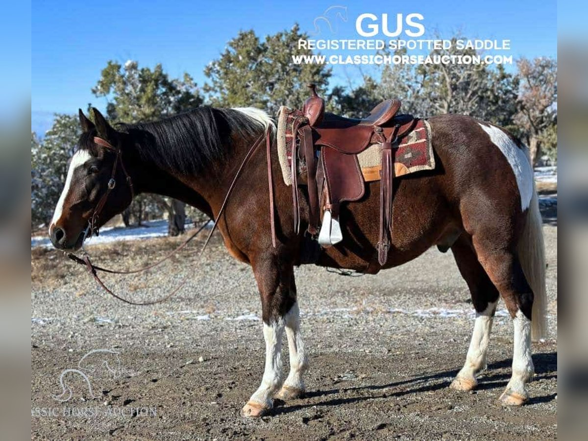 Spotted Saddle Horse Hongre 6 Ans 163 cm Bai cerise in Crawford, COLORADO