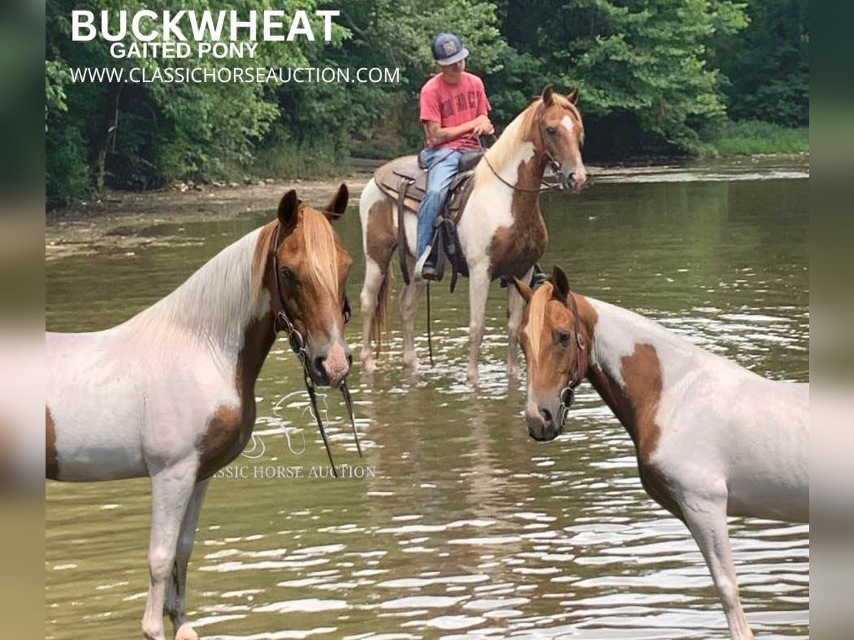 Spotted Saddle Horse Hongre 8 Ans 132 cm Alezan cuivré in Lawrenceburg, KY