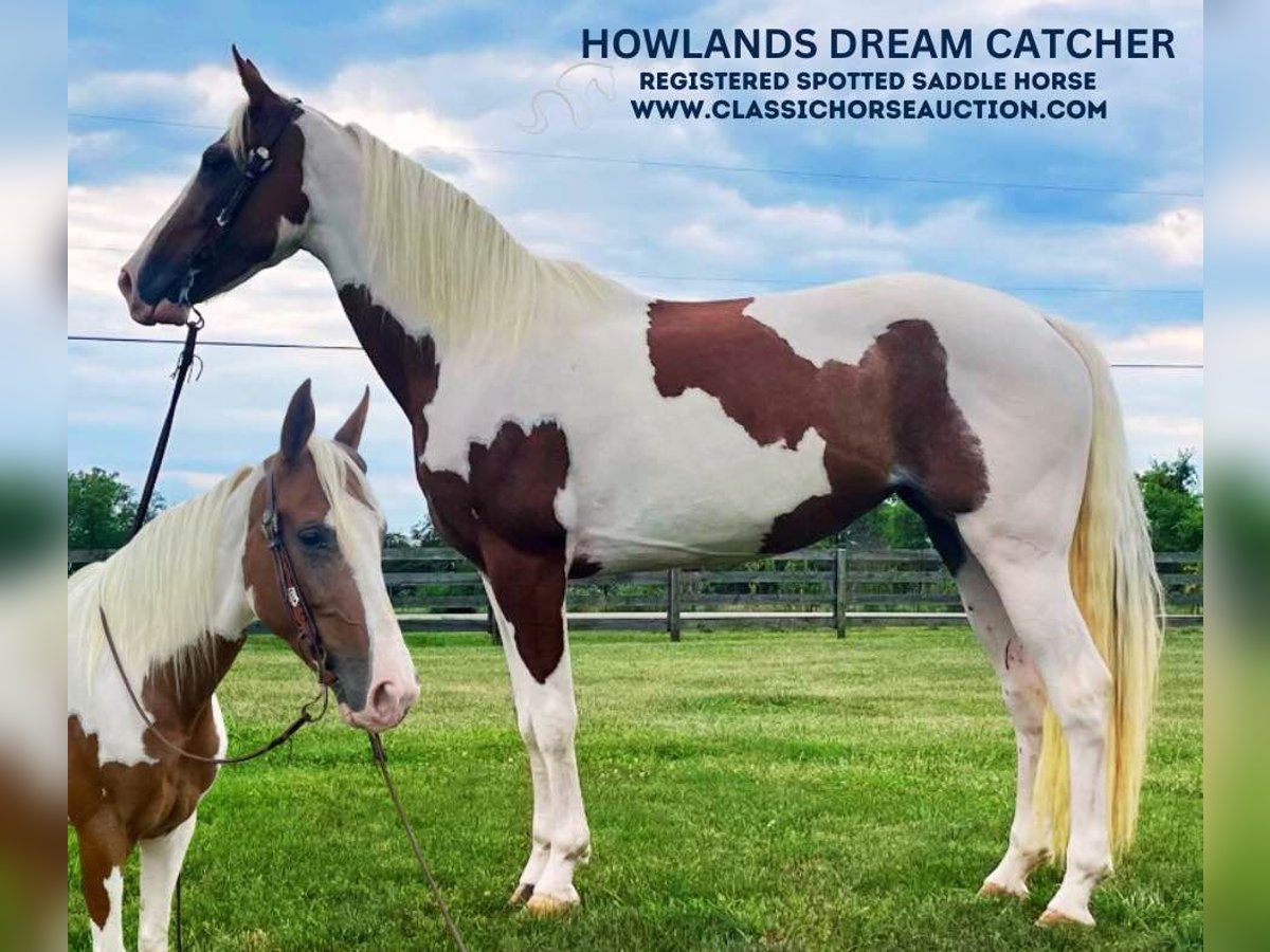 Spotted Saddle Horse Hongre 8 Ans 142 cm Tobiano-toutes couleurs in Moscow, OHIO