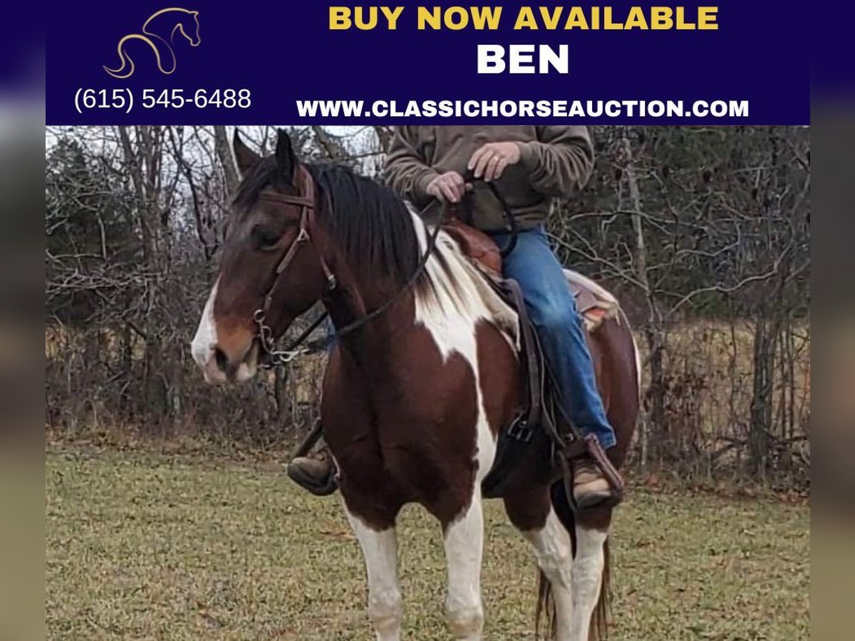 Spotted Saddle Horse Hongre 9 Ans 152 cm Bai cerise in Mc Kee, KY