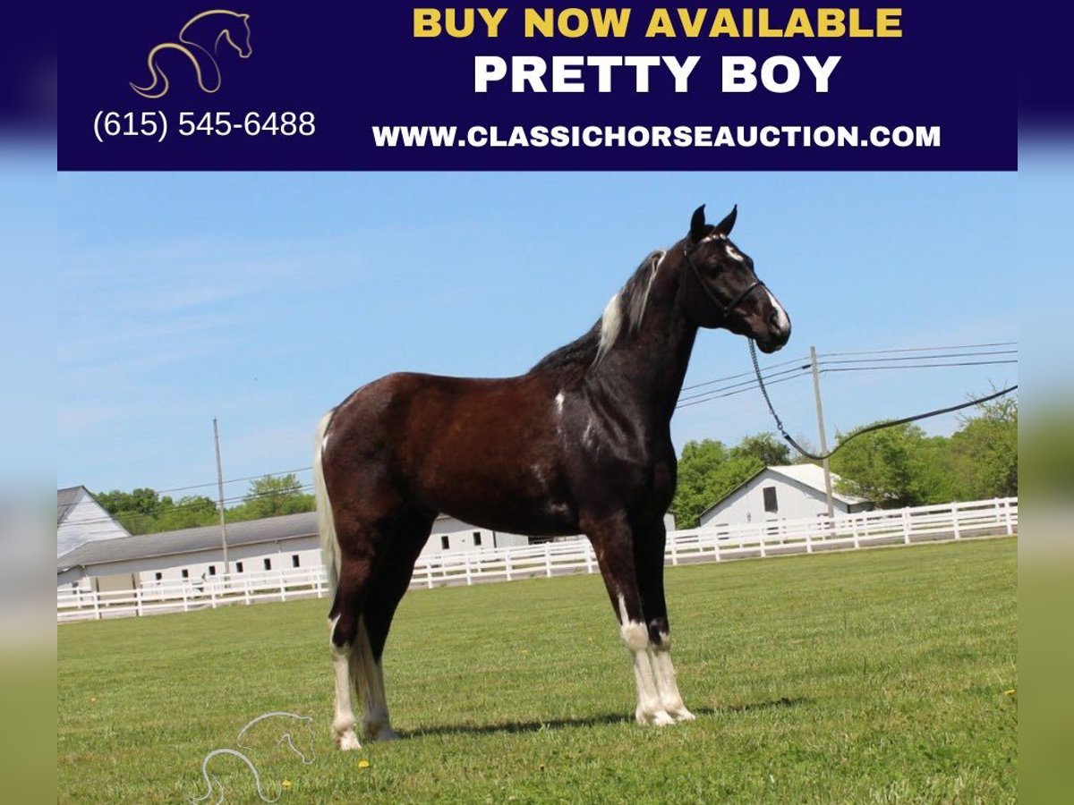 Spotted Saddle Horse Hongre 9 Ans 152 cm Tobiano-toutes couleurs in Lewisburg,TN