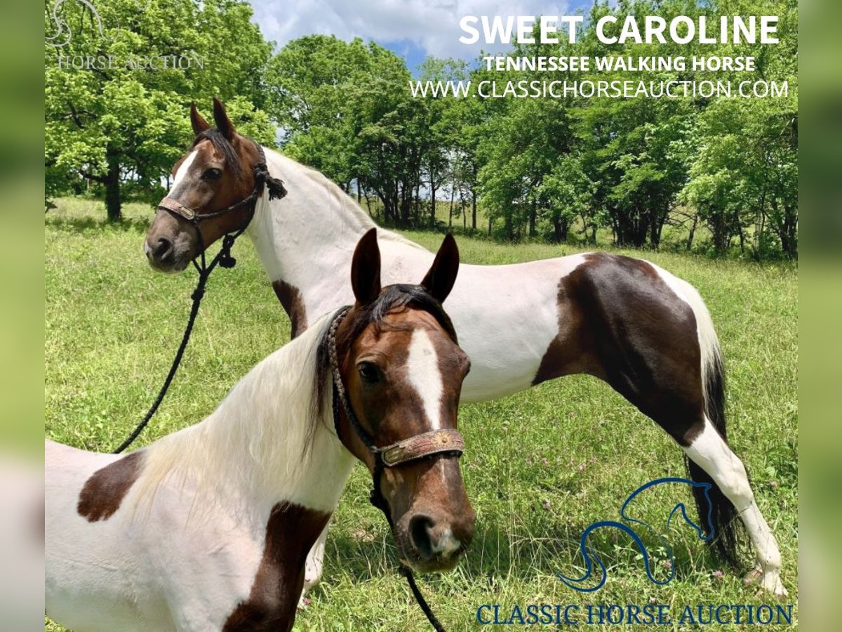 Spotted Saddle Horse Jument 10 Ans 142 cm Tobiano-toutes couleurs in Winchester,Ky