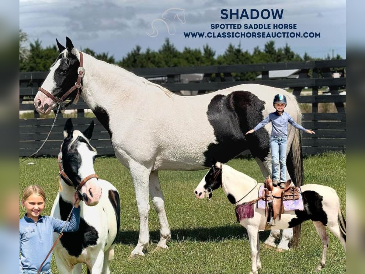 Spotted Saddle Horse Jument 13 Ans 142 cm Tobiano-toutes couleurs in Fort Pierce, FL